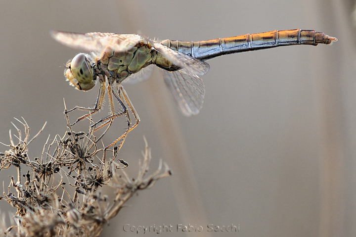 Sympetrum meridionale,femmina